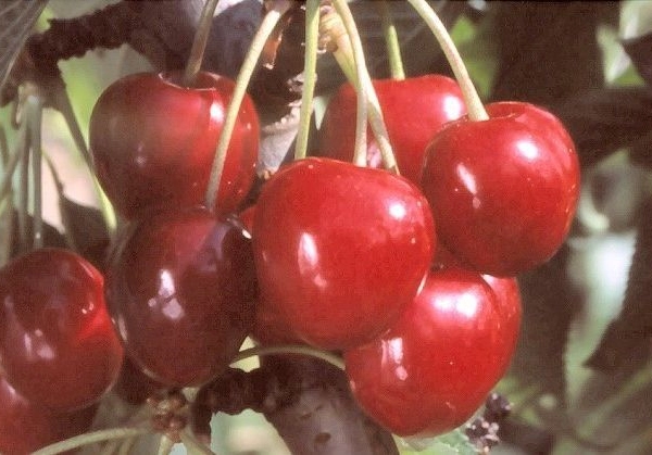 CERISIER bigarreau 'Coeur de Pigeon' - Arbre fruitier