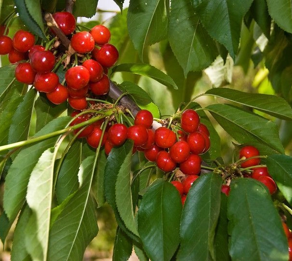 CERISIER bigarreau 'Van' - Arbre fruitier
