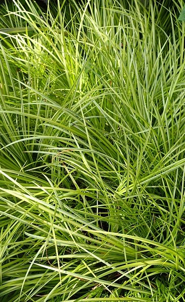 ACORUS gramineus 'Oborozuki' ®