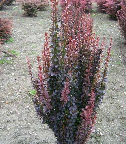 BERBERIS thunbergii 'Helmond Pillar' - Epine vinette de Thunberg 'Helmond Pillar'