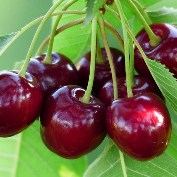CERISIER bigarreau 'Marmotte' - Arbre fruitier Arbre fruitier