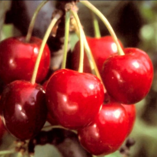 CERISIER bigarreau 'Reverchon' - Arbre fruitier