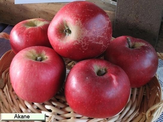 POMMIER 'Akane' - Arbre fruitier