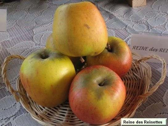 POMMIER 'Reine des Reinettes' - Arbre fruitier
