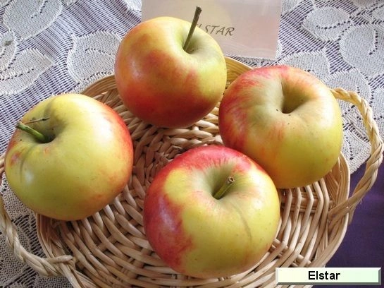 POMMIER 'Elstar rouge' - Arbre fruitier