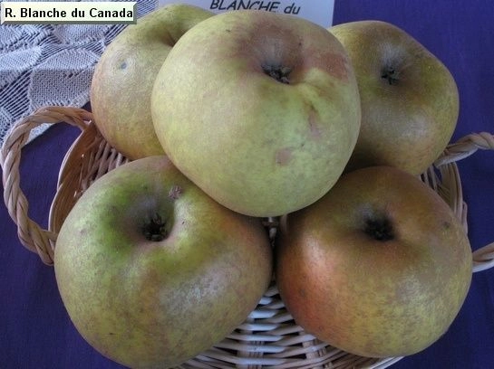 POMMIER 'Reine Blanche du Canada' - Arbre fruitier