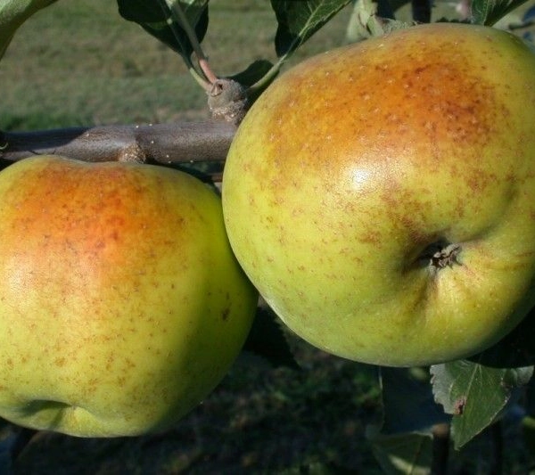 POMMIER 'Belle de Boskoop Rouge' - Arbre fruitier