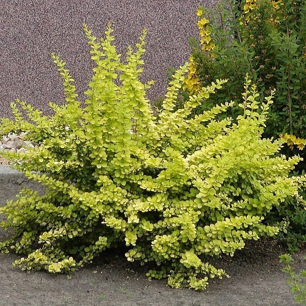 BERBERIS thunbergii 'Aurea' - Epine vinette de Thunberg dorée