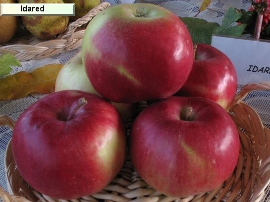 POMMIER 'Idared' - Arbre fruitier