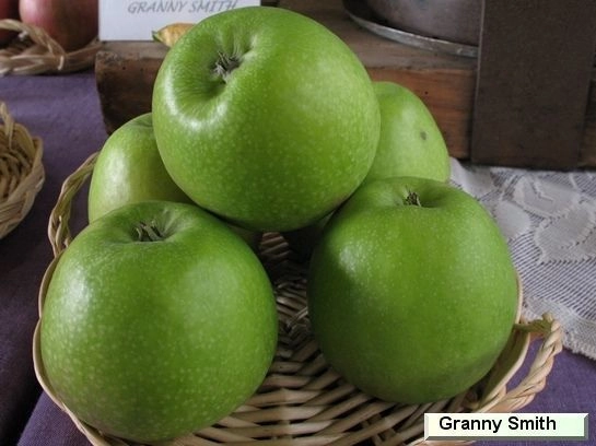 POMMIER 'Granny Smith' - Arbre fruitier