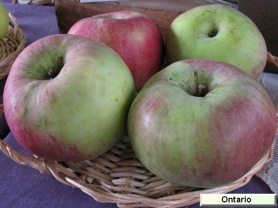 POMMIER 'Ontario' - Arbre fruitier