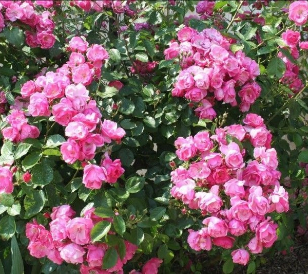 ROSIER arbustif 'ANGELA' ® Korday