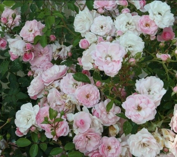 ROSIER arbustif 'BONICA' ® Meidomonac