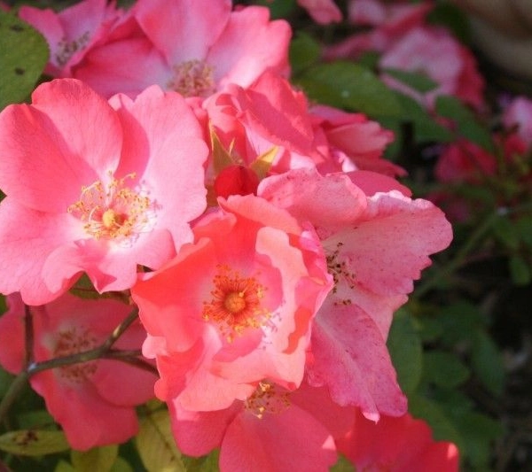 ROSIER arbustif 'DOUCEUR NORMANDE' ® Meipopul