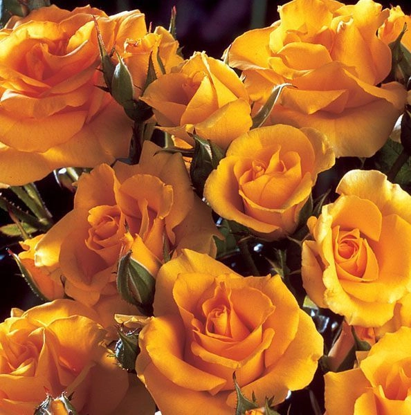 ROSIER arbustif 'GOLD COTTAGE' ® Dicentice