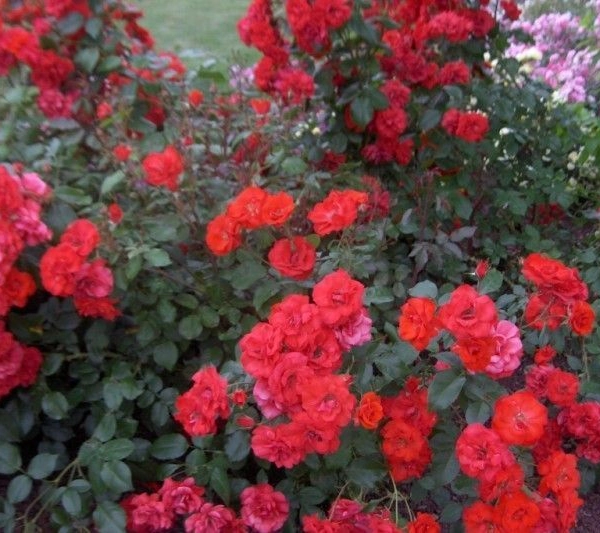 ROSIER arbustif 'LA SEVILLANA' ® Meigekanu