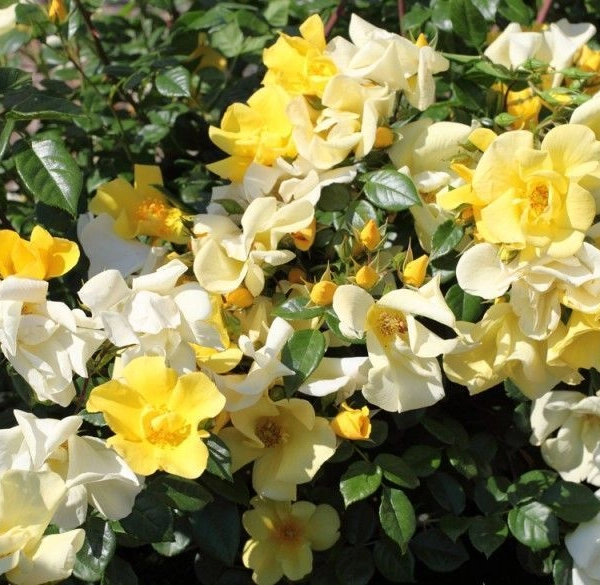 ROSIER arbustif 'LIANE FOLY' ® Meijecycka