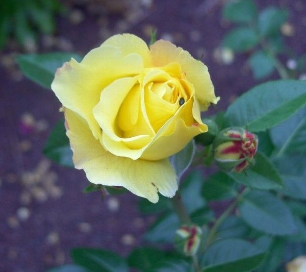 ROSIER arbustif 'LUCIA '