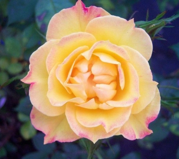 ROSIER arbustif 'POULIDOR' ® Adasundi