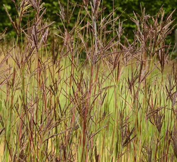 ANDROPOGON hallii 'Purple Konza' JS