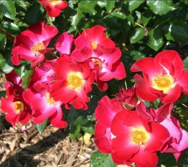 ROSIER arbustif 'RED COTTAGE' ® Dicxtol