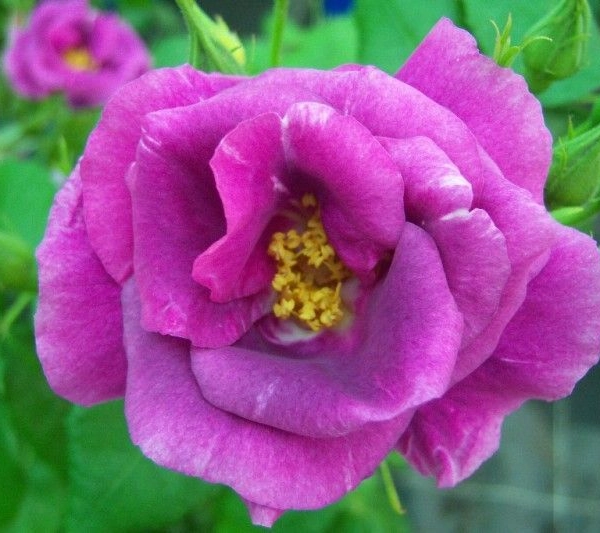 ROSIER arbustif 'RHAPSODY IN BLUE ® Frantasia