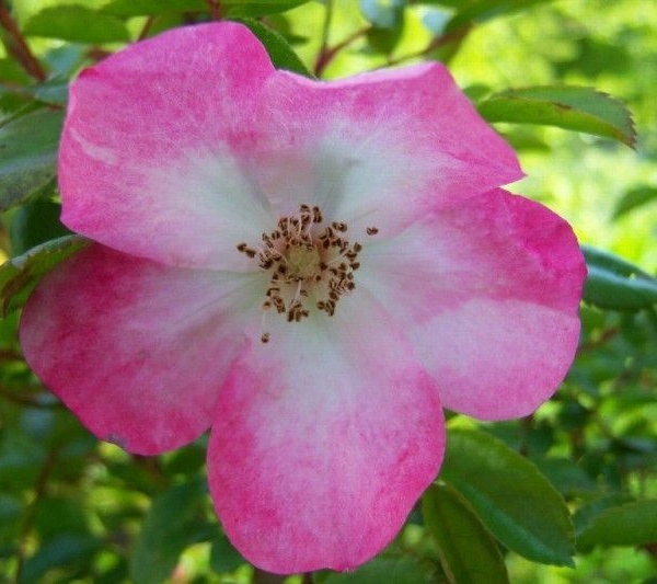 ROSIER arbustif 'RUSH' ® Lenmobri