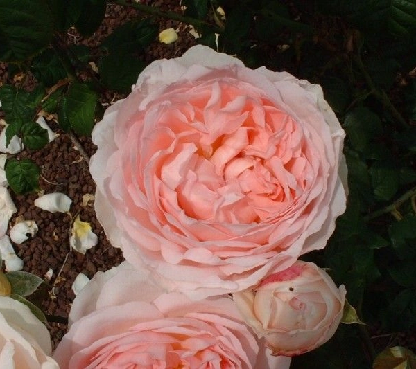 ROSIER AUSTIN 'SHARIFA ASMA ® Ausreef