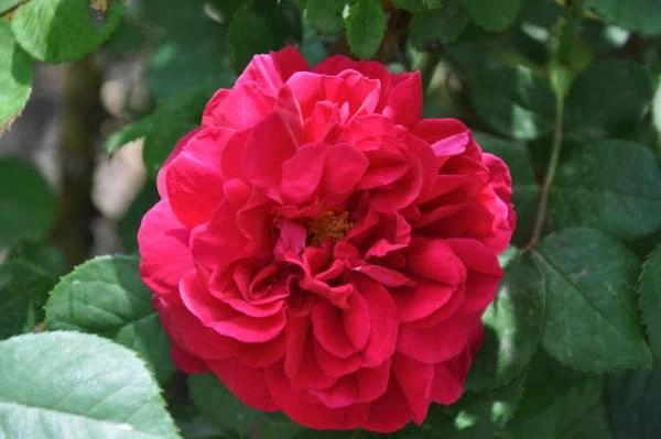 ROSIER AUSTIN 'TESS OF THE D'URBERVILLES' ® Ausmove
