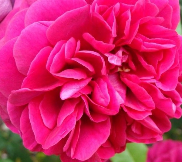ROSIER AUSTIN 'THE DARK LADY' ® Ausbloom