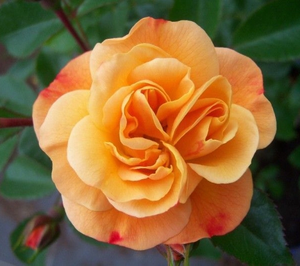 ROSIER Décorosier 'CALIZIA' ® Noa97400A