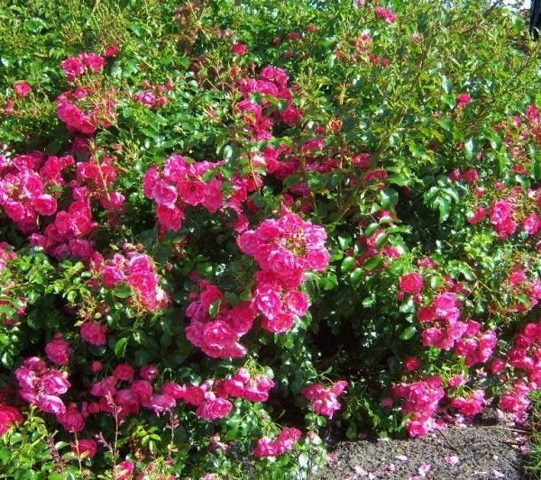 ROSIER Décorosier 'EMERA' ® Noatraum