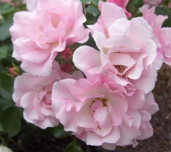 ROSIER Décorosier 'MAREVA' ® Noamel