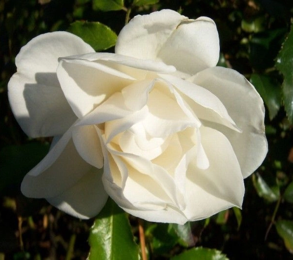 ROSIER Décorosier 'OPALIA' ® Noaschnee