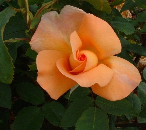 ROSIER Grande fleur 'BEAUTE '