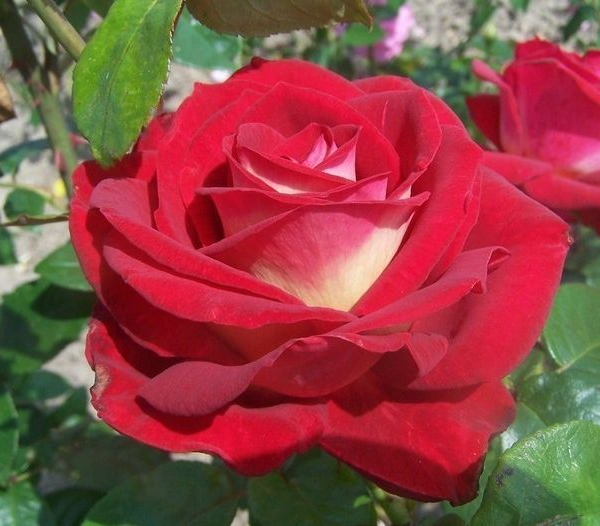 ROSIER Grande fleur 'BICOLETTE'