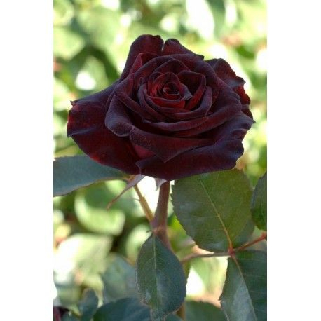 ROSIER Grande fleur 'BLACK BACCARA' ® Meidebenne