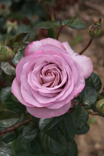 ROSIER Grande fleur 'BLUE GIRL' ® Sautari
