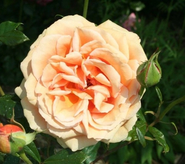 ROSIER Grande fleur 'BORA BORA' ® Tanmarsa