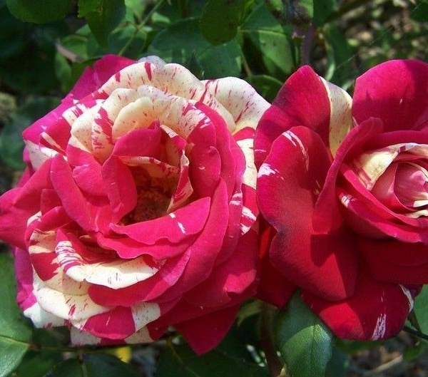 ROSIER Grande fleur 'BROCELIANDE' ® Adaterhuit
