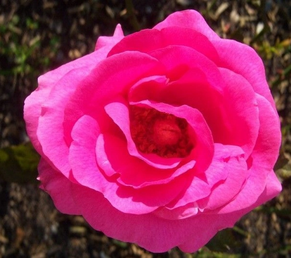 ROSIER Grande fleur 'CRITERION'