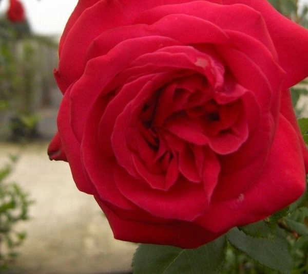 ROSIER Grande fleur 'DAME DE CŒUR'