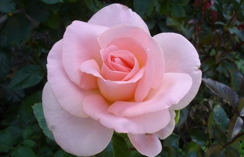 ROSIER Grande fleur 'FANNY ARDANT' ® Adarocona