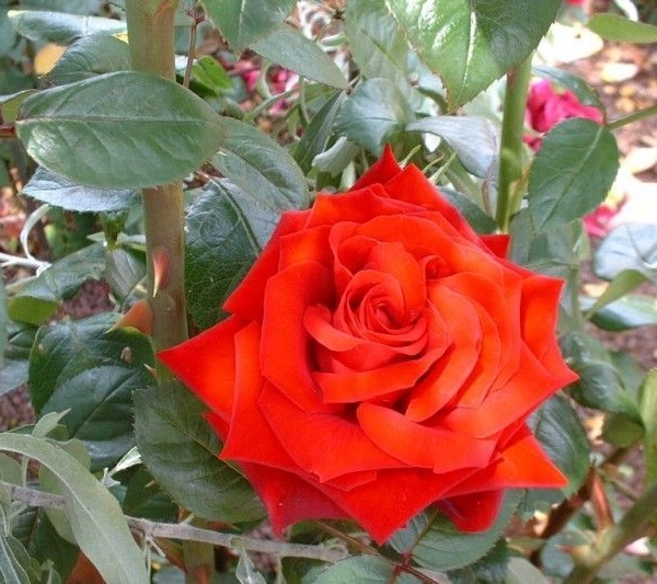 ROSIER Grande fleur 'INGRID BERGMAN' ® Poulman
