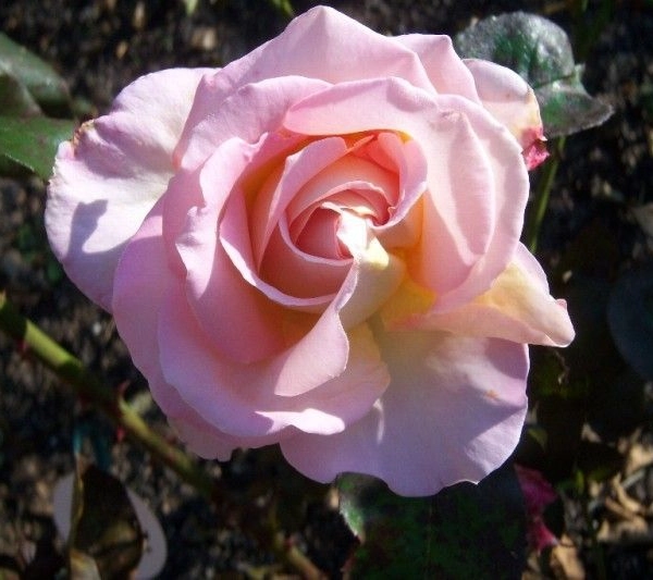 ROSIER Grande fleur 'ISABELLE AUTISSIER' ® Adasilthé