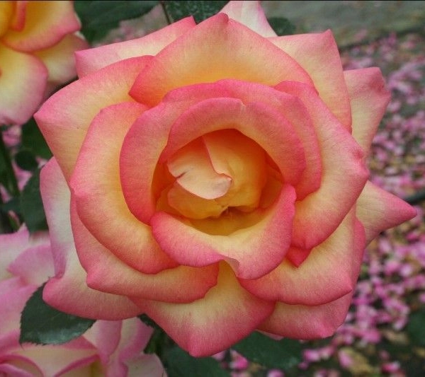ROSIER Grande fleur 'JEAN PIAT' ® Adacorhuit