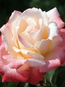ROSIER Grande fleur 'LAETITIA CASTA' ® Meilampario
