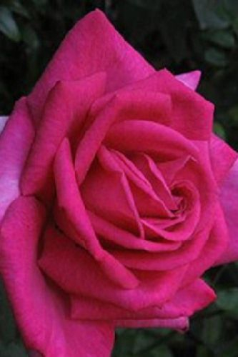 ROSIER Grande fleur 'XXL' ® Korbilant