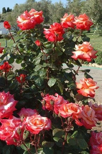 ROSIER Grimpant 'CHRISTOPHE COLOMB' ® Meironssesar