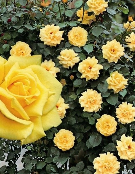 ROSIER Grimpant 'LANDORA CLG' ® Clinora
